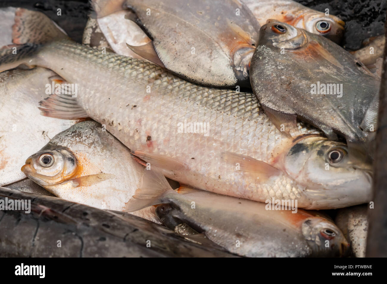 Pacaya Samiria Reserve, Peru, South America.  Pile of freshly caught Silver Dollar fish in a dugout canoe. Stock Photo