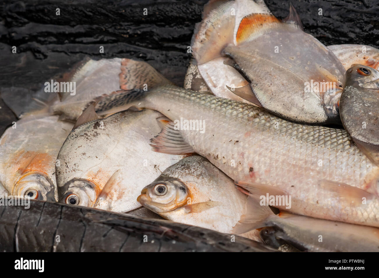 Pacaya Samiria Reserve, Peru, South America.  Pile of freshly caught Silver Dollar fish in a dugout canoe. Stock Photo