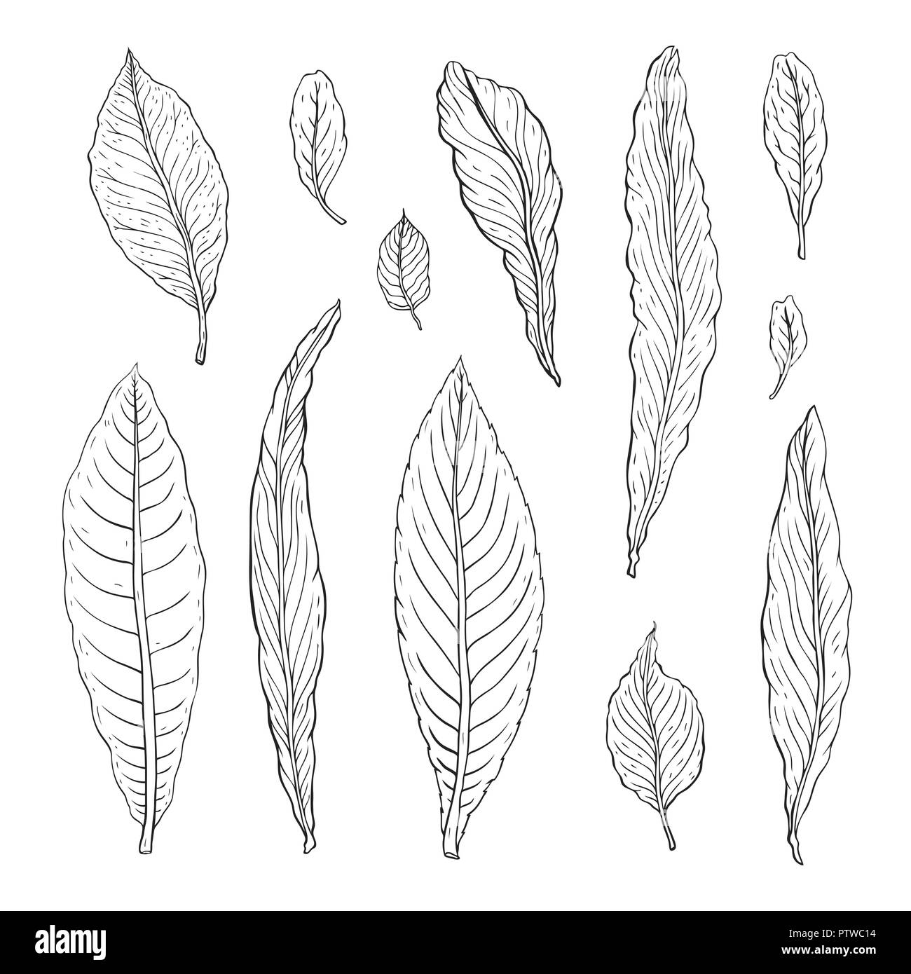 Types of leaf. Outline leaves of different types, isolated on white background. Hand drawn Monochrome realistic illustration Stock Vector