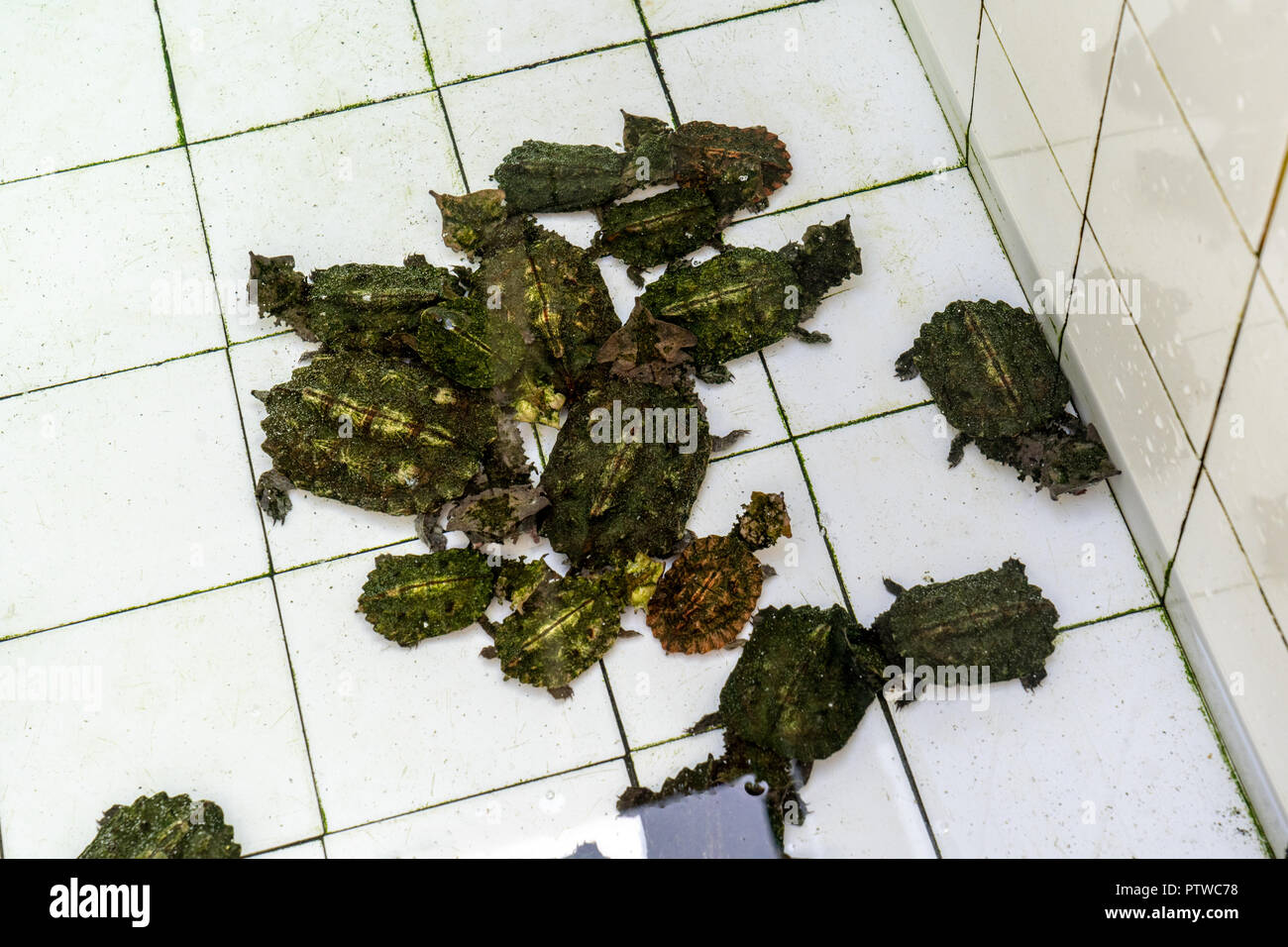 Iquitos, Peru, South America.  Matamata turtles being raised at the Rescue & Rehabilitation Center for River Mammals. Stock Photo