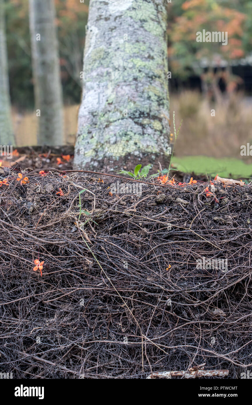 Clay soil close up hires stock photography and images Alamy