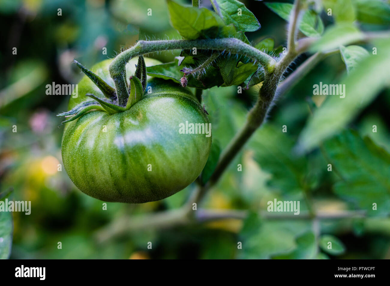 Fresh green tomatoes growing fresh on the vine ripening Stock Photo - Alamy