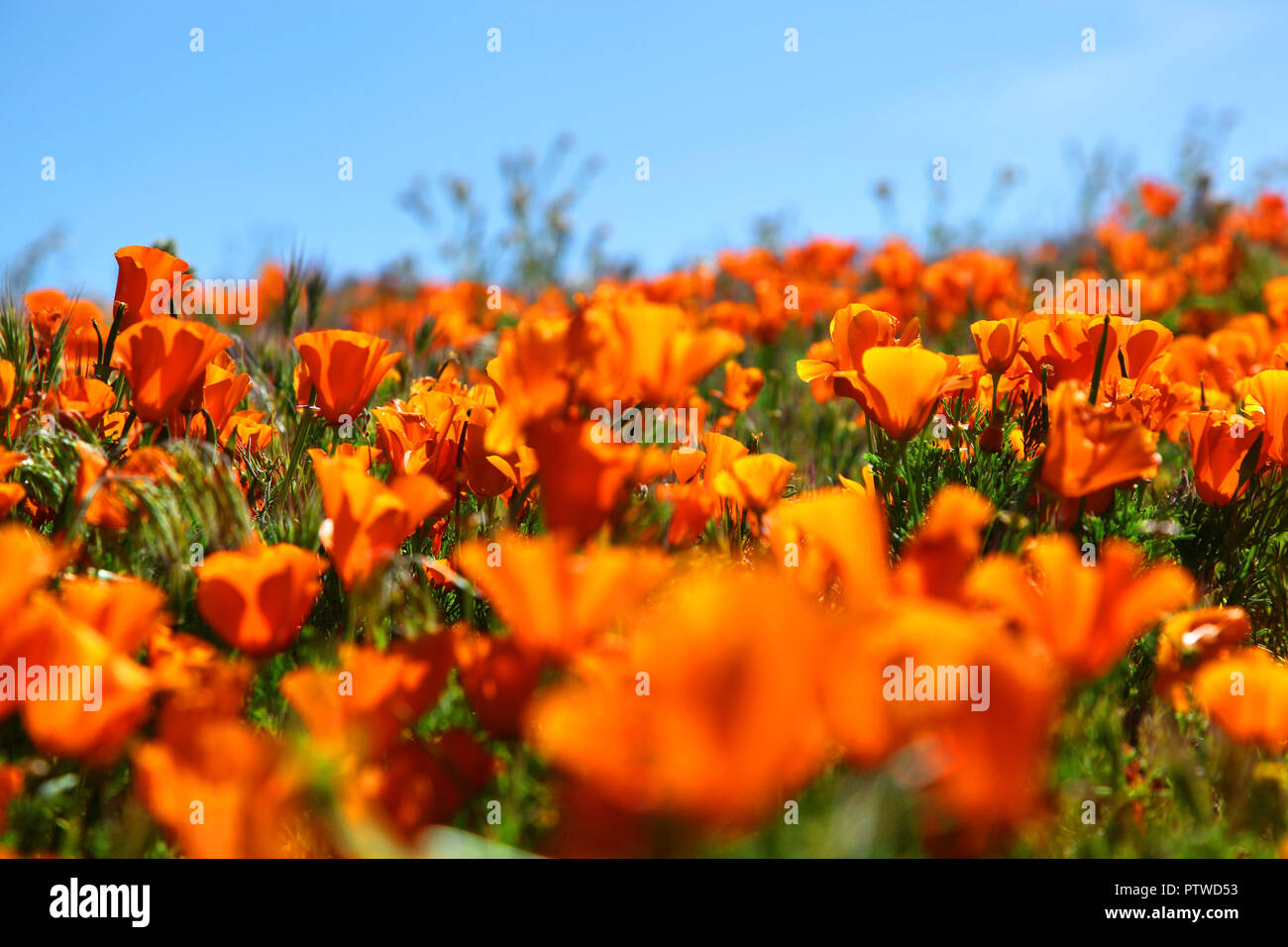 Bright orange California Poppies during spring super bloom Stock Photo