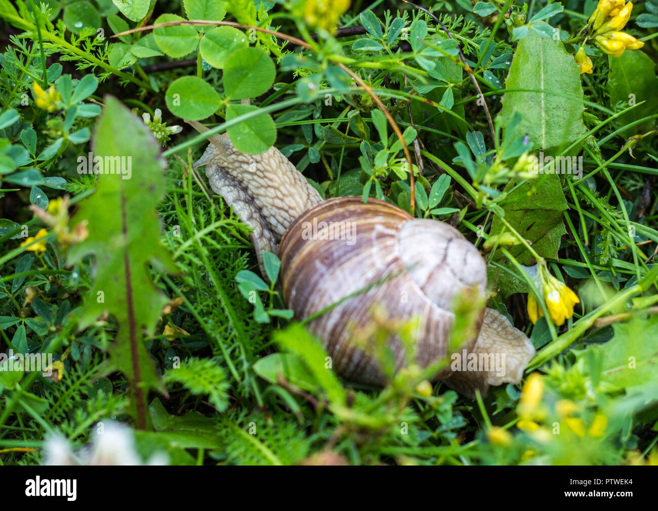 Big snail with green grass, close-up, cochlea and animal, natural Stock ...