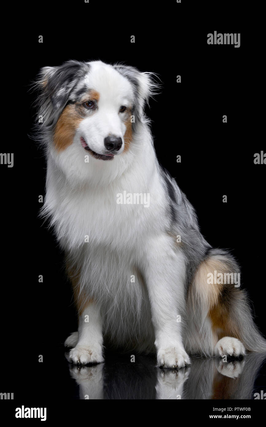 Studio shot of an adorable Australian shepherd sitting on black background. Stock Photo