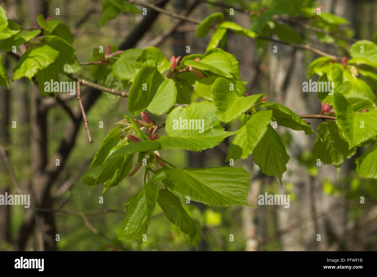 Young linden leaves on twig in spring Stock Photo