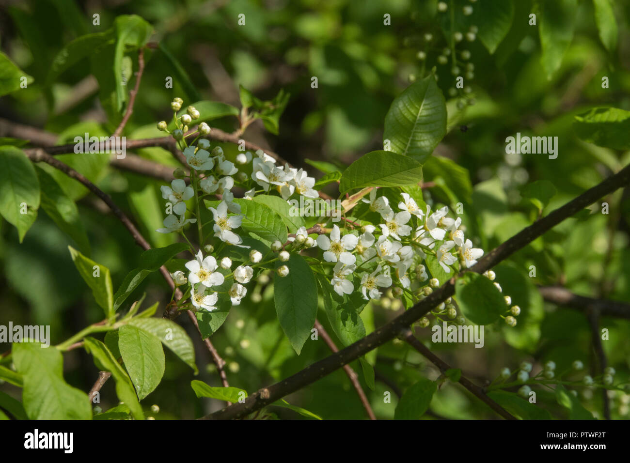 Bird-cherry tree flowers in spring Stock Photo