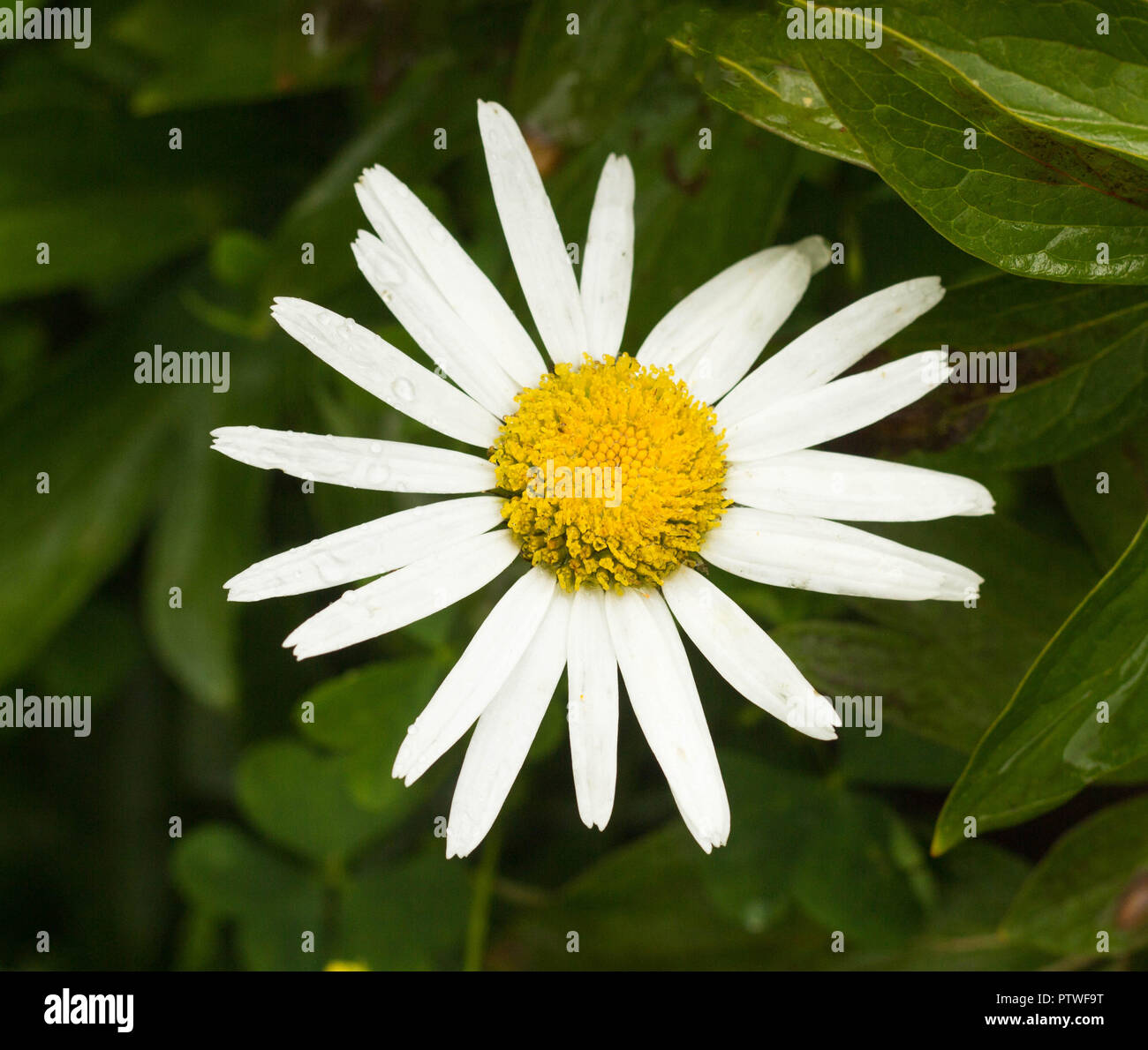 Large chamomile flower, close-up Stock Photo
