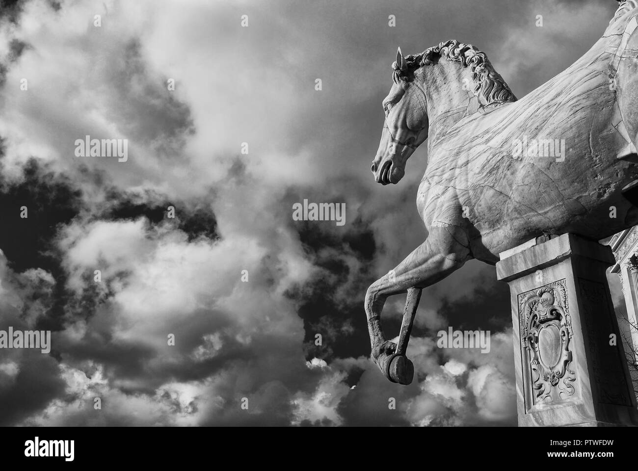Ancient roman marble statue of an horse at the top of Capitoline Hill in Rome, dated back to the 1st century BC (Black and White) Stock Photo