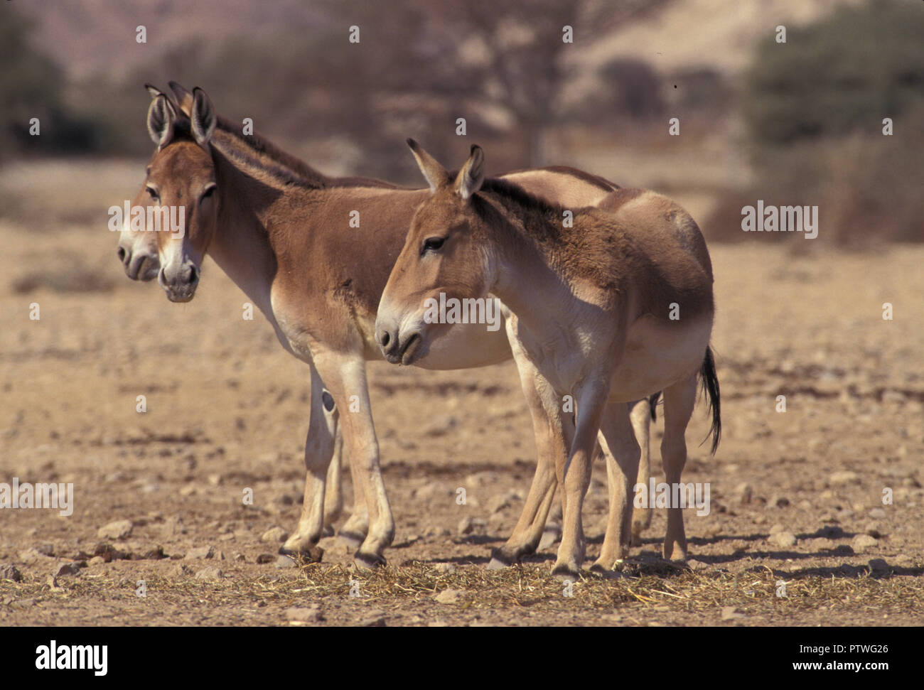NOT 1073137 PERSIAN ONAGER Equus hemionus onager Hai Bar Nature Reserve Israel Stock Photo