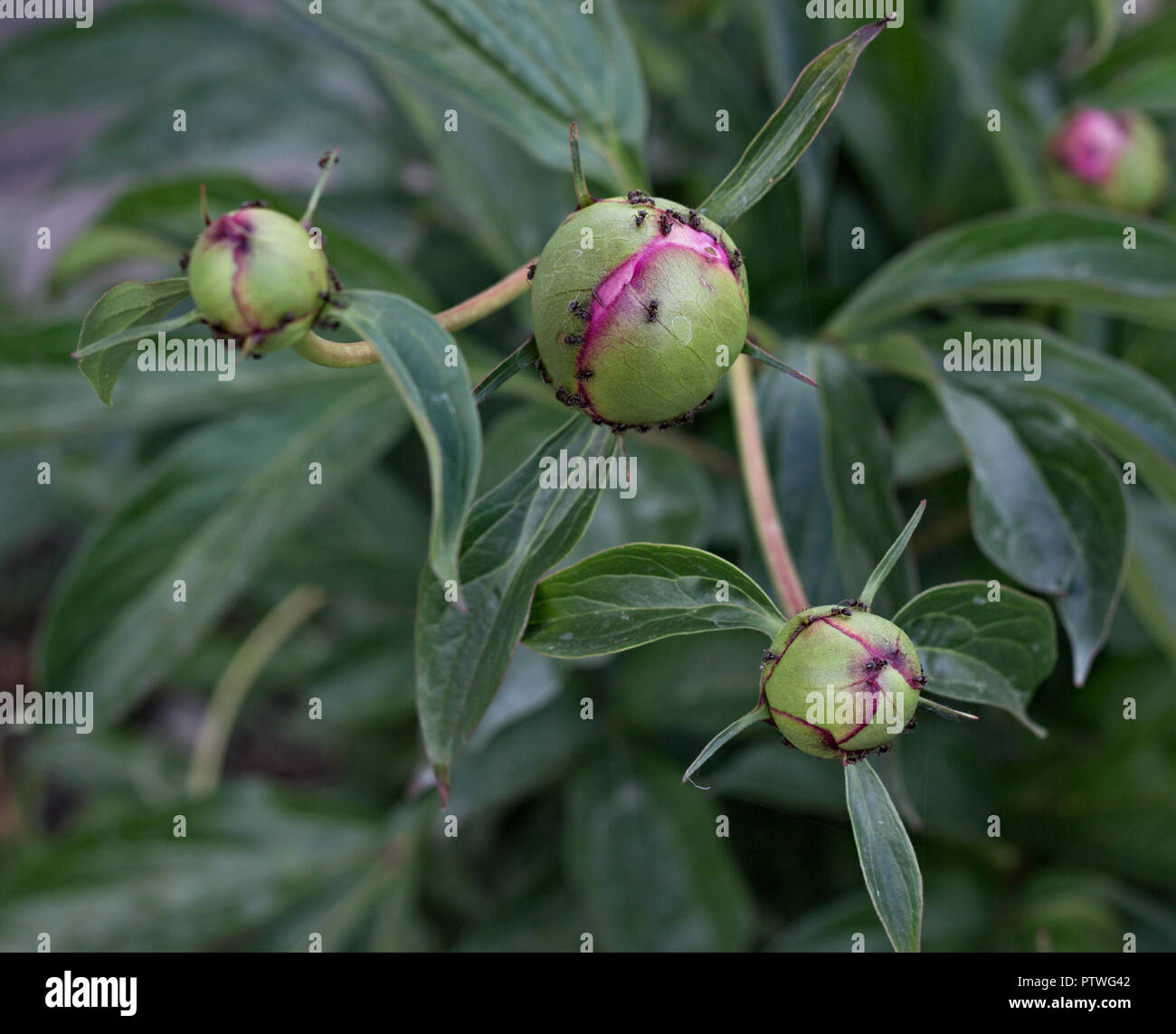 Buds of peony flowers and ants, harm of ants Stock Photo Alamy