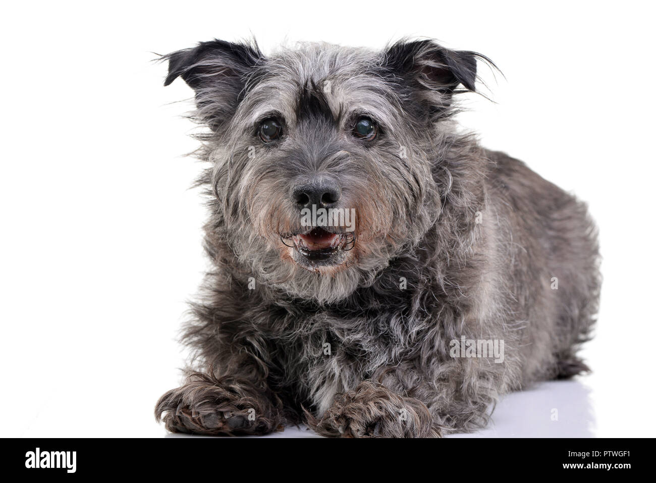 Studio shot of an adorable mixed breed dog lying on white background ...