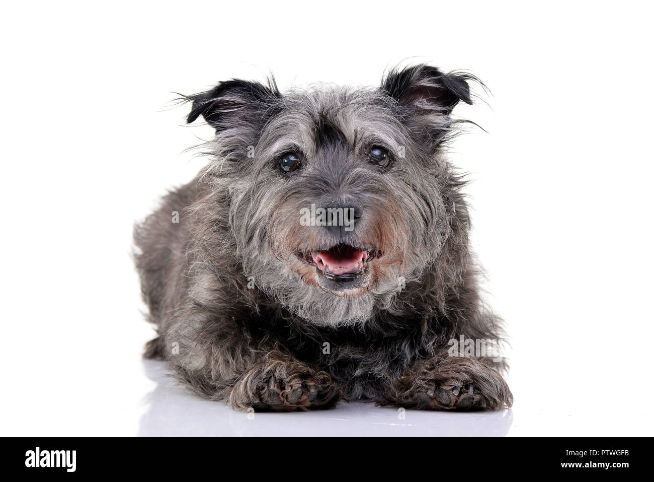 Studio shot of an adorable mixed breed dog lying on white background ...