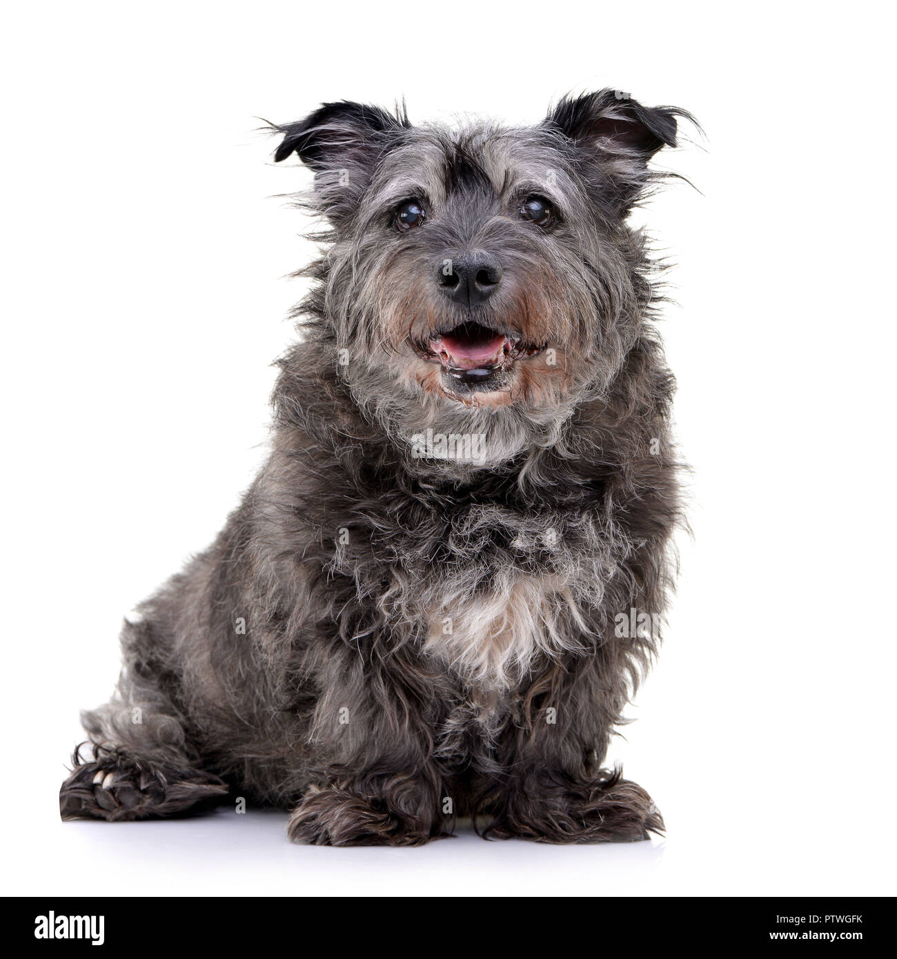 Studio shot of an adorable mixed breed dog sitting on white background ...