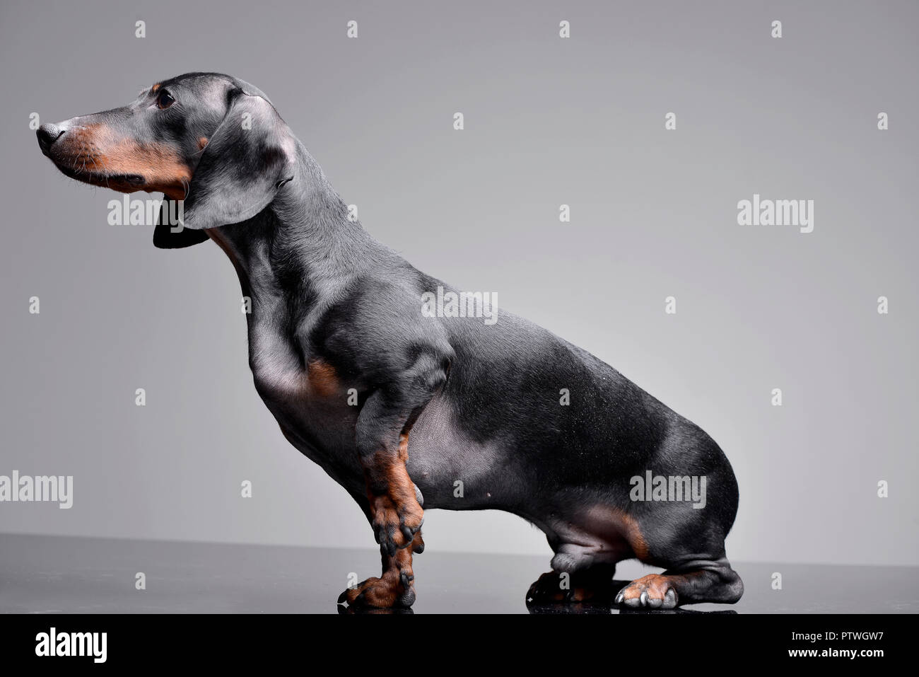grey and tan dachshund
