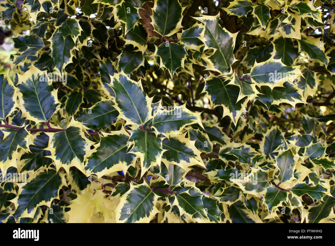 Close up background view of variegated holly plant leaves in full sun Stock Photo