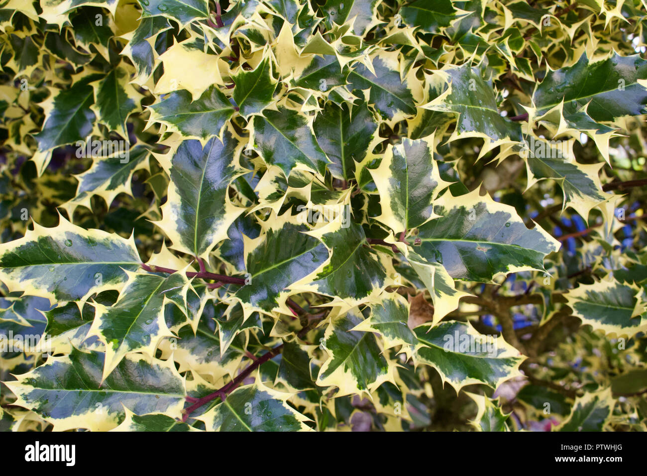 Close up background view of variegated holly plant leaves in full sun Stock Photo