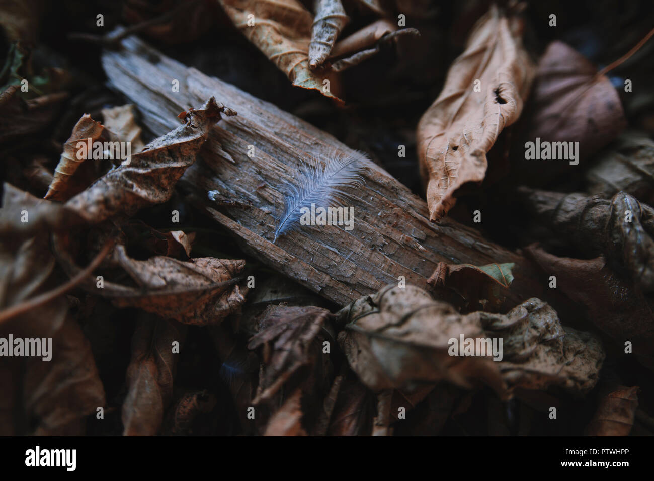 Small feather in autumn leaves Stock Photo