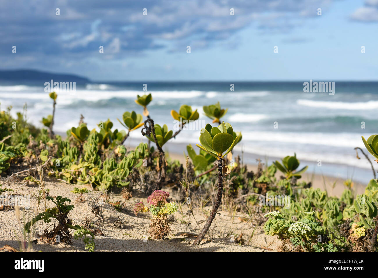 Towering Beachberry (scaevola plumieri) Stems On Beach Dune With A Stormy Ocean Shore Horizon In The Distance Stock Photo