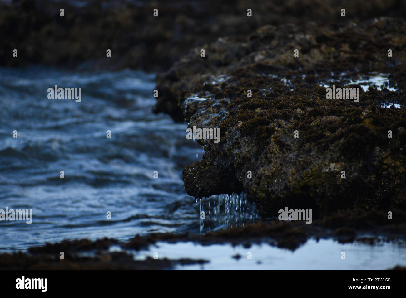 Dripping Wet Green Coastal Moss Rock Stock Photo