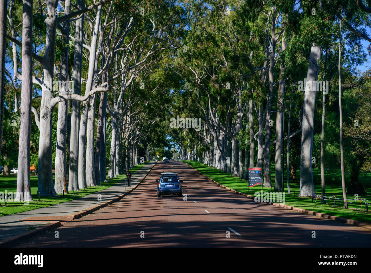 Avenue of lemon scented gum trees, King's Park and Botanic Garden, in Perth, Western Australia Stock Photo