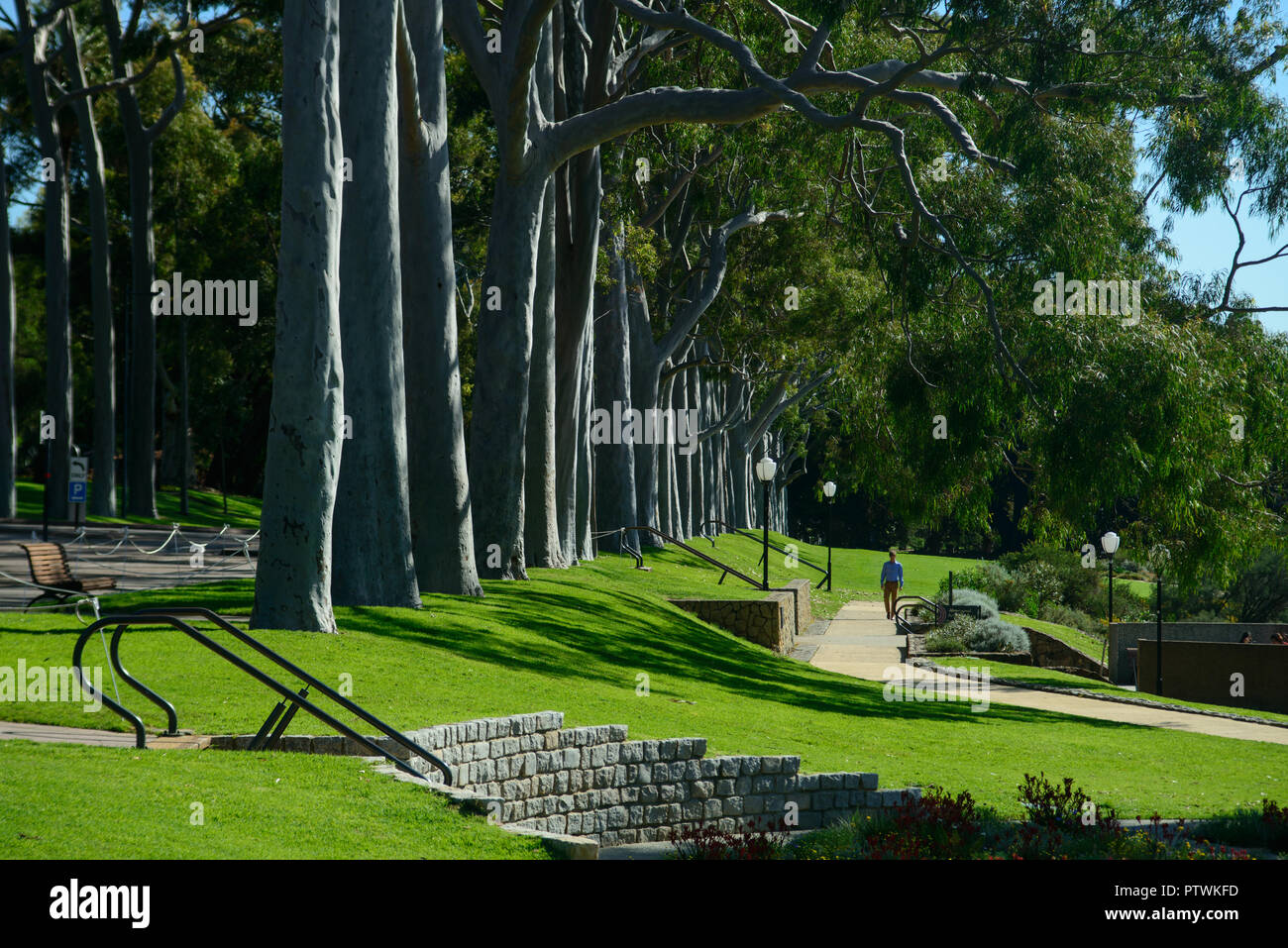 Avenue of lemon scented gum trees, King's Park and Botanic Garden, in Perth, Western Australia Stock Photo