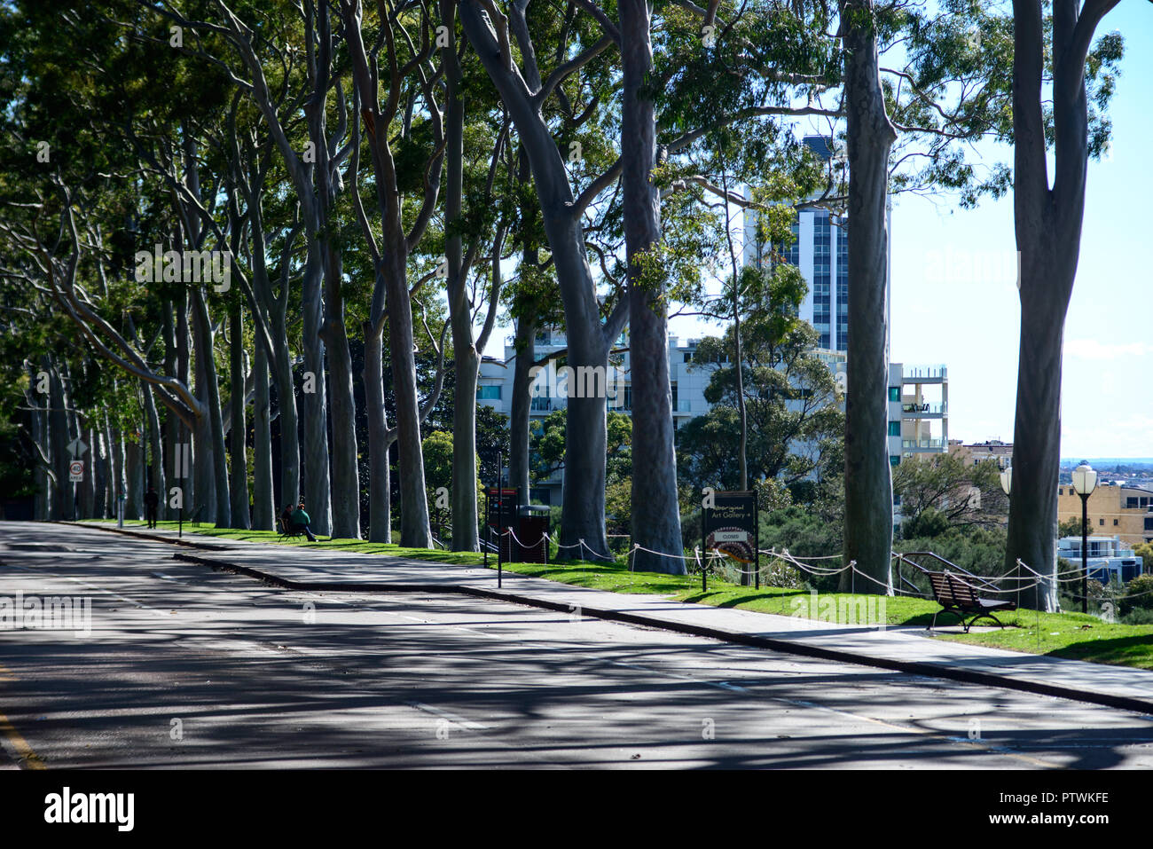 Avenue of lemon scented gum trees, King's Park and Botanic Garden, in Perth, Western Australia Stock Photo