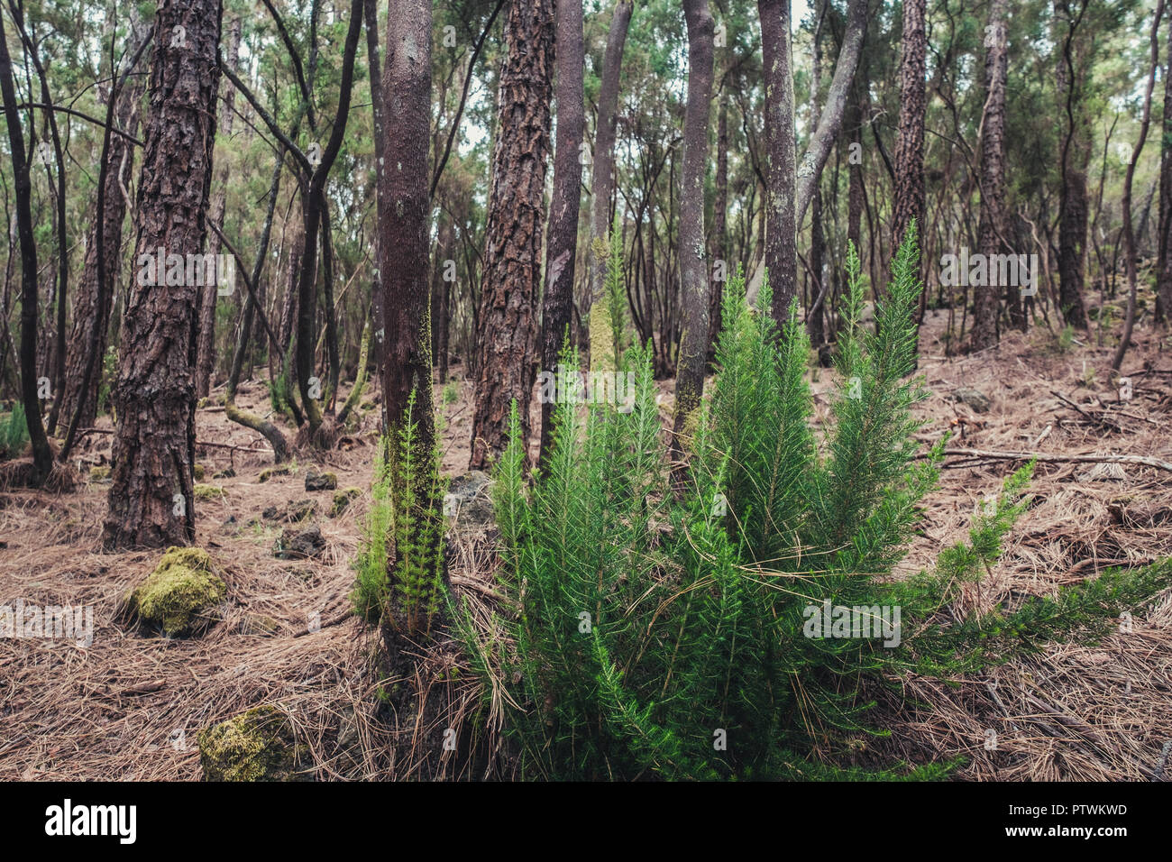 small pine tree branches growing on forest ground Stock Photo Alamy