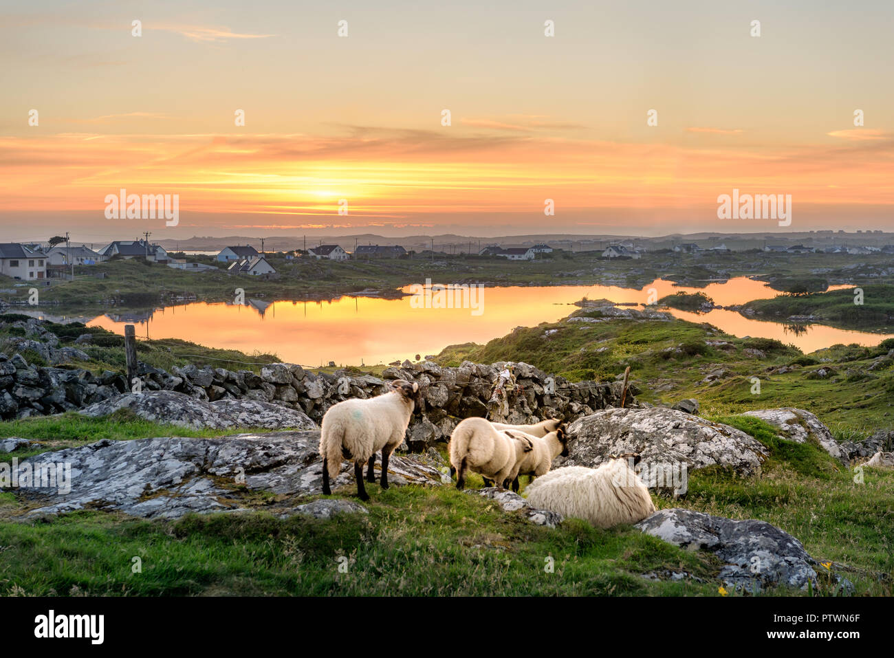 Ireland Sunset at a lake with sheep near Clifden, Roundstone and Connemara in Ireland Stock Photo