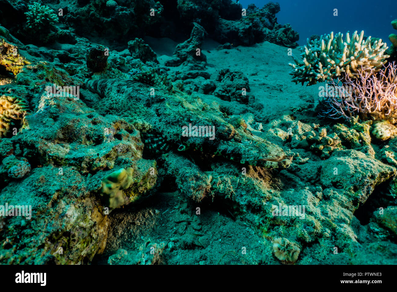 Coral reefs and water plants in the Red Sea, colorful and different ...