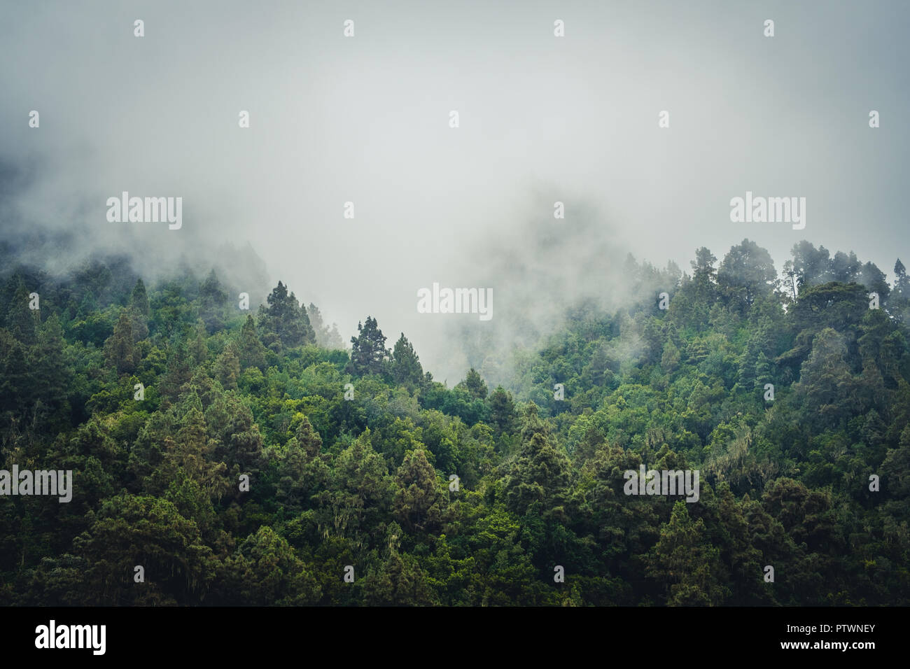 Misty landscape with fir forest in hipster vintage retro style - Stock Photo