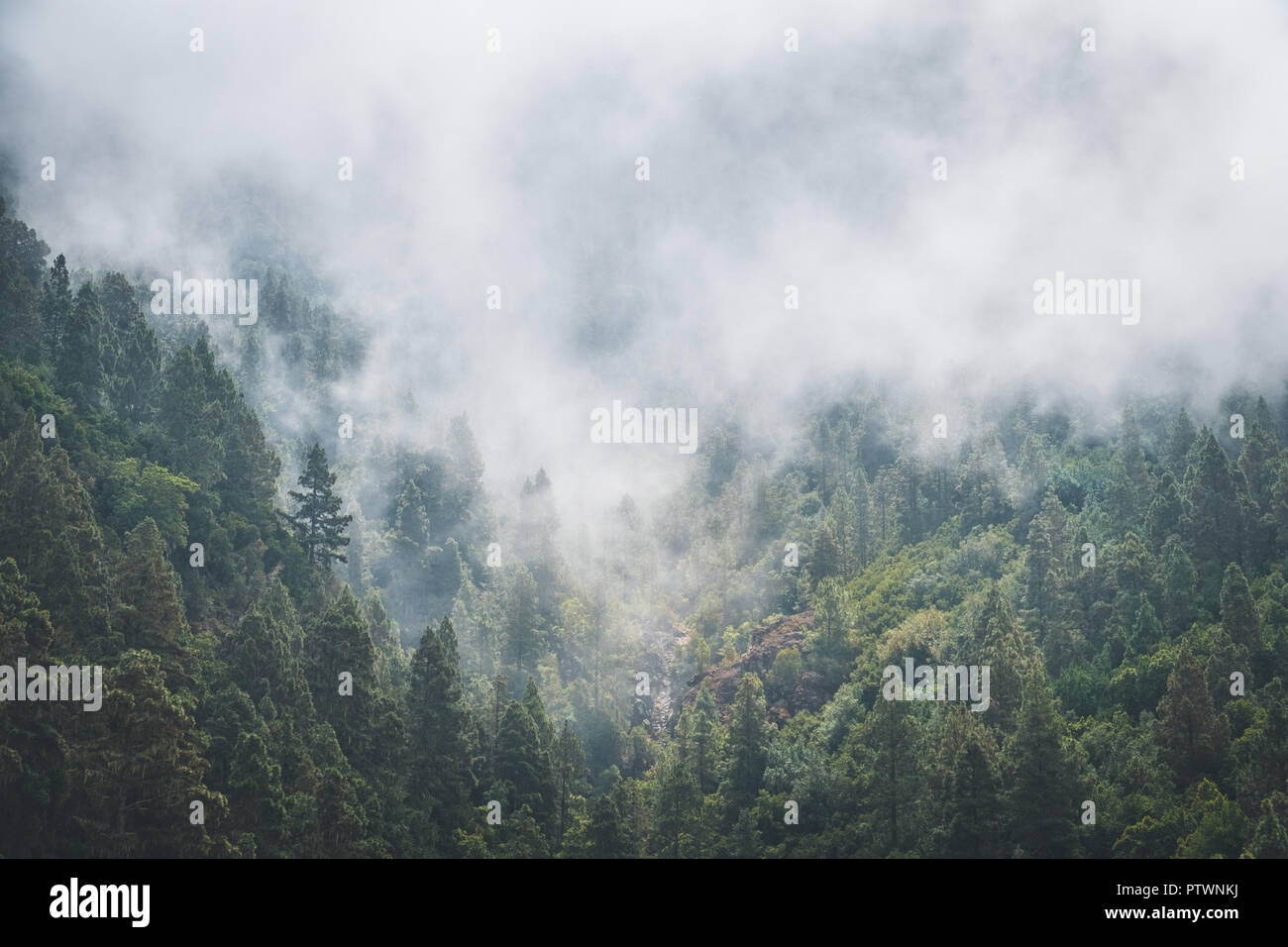 fog forest ,   trees in clouds, foggy conifer forest landscape - Stock Photo