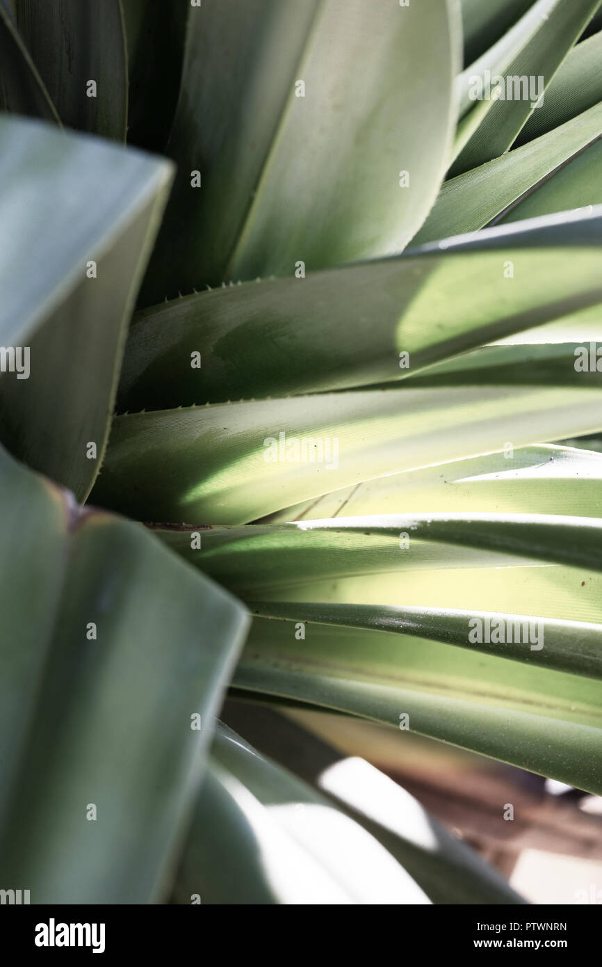 Tropical coastal pandanus palm leaves closeup Stock Photo