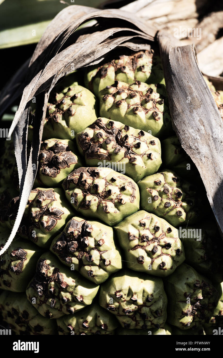 Green pandanus palm fruit closeup Stock Photo