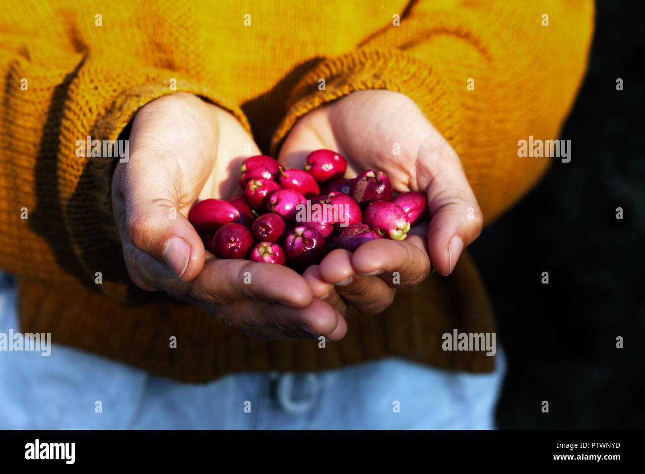 Woman holding native Australian Lilly Pilly fruit Stock Photo
