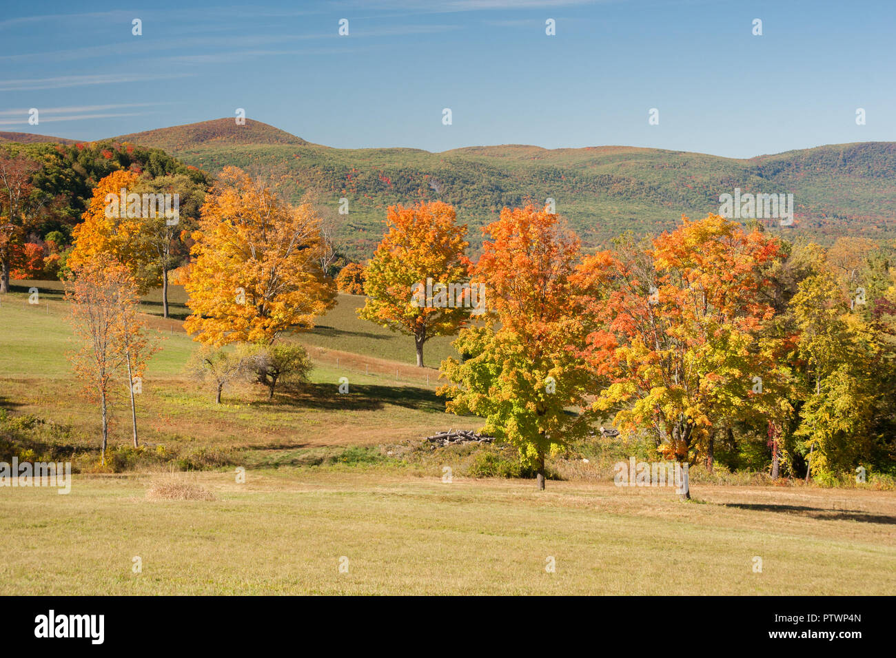 View of vivid fall color Berkshire Hills and forest, Mass. USA Stock Photo