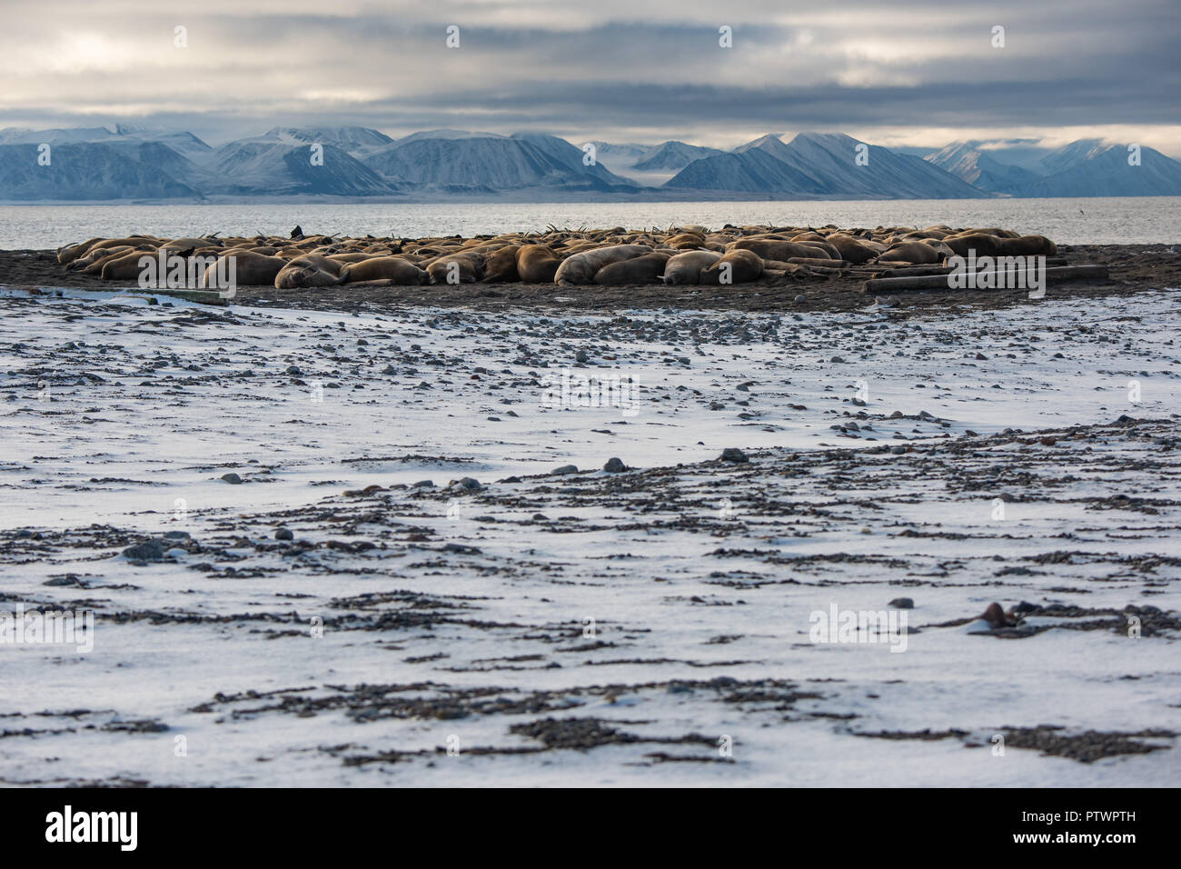 Walruses (Odobenus rosmarus), colony on the beach of Moffen Island, Moffen Nature Reserve, Spitsbergen Archipelago Stock Photo