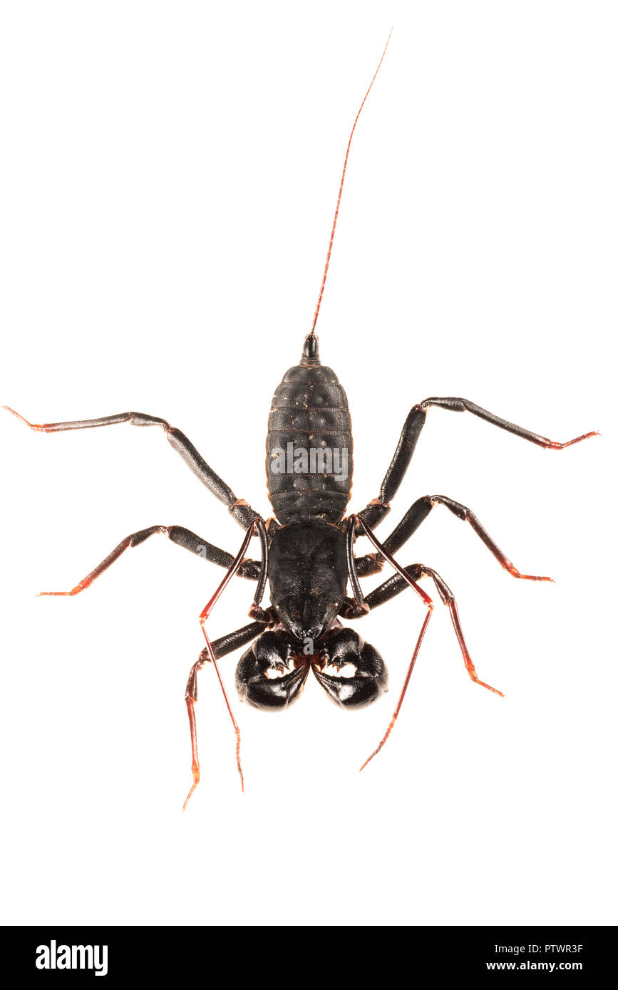 Vinegaroon - Whip scorpion (Thelyphonida) Stock Photo