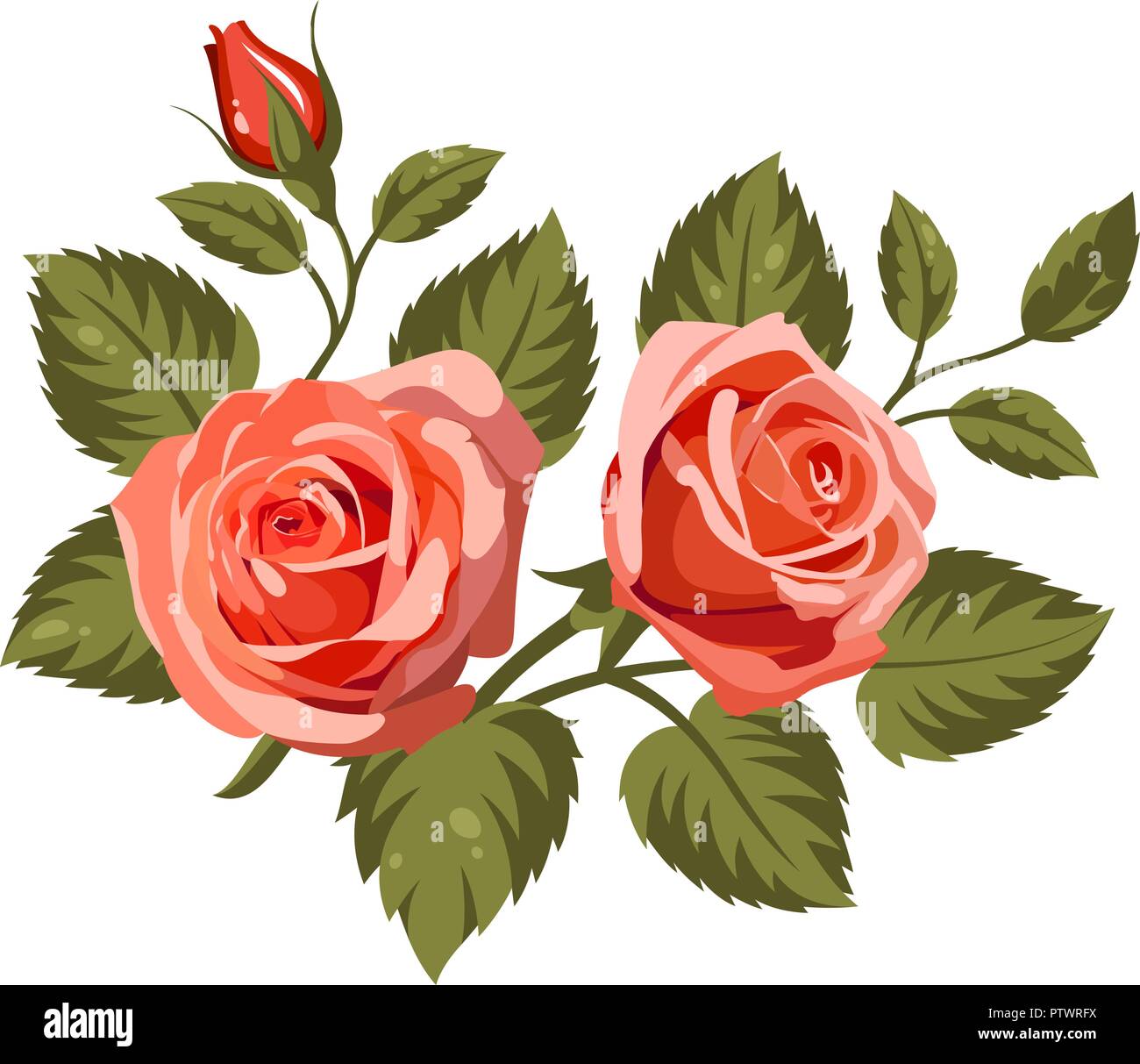Vector illustration of red roses isolated on white background. Use for ...