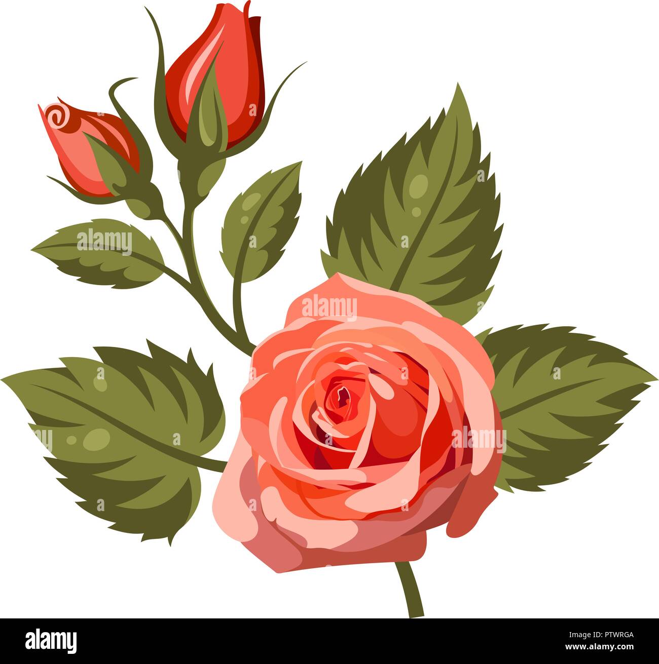 Vector illustration of red roses isolated on white background. Use for ...