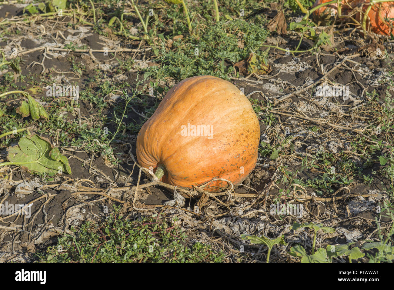 Pumpkin patch fresh pumpkins hi-res stock photography and images - Alamy