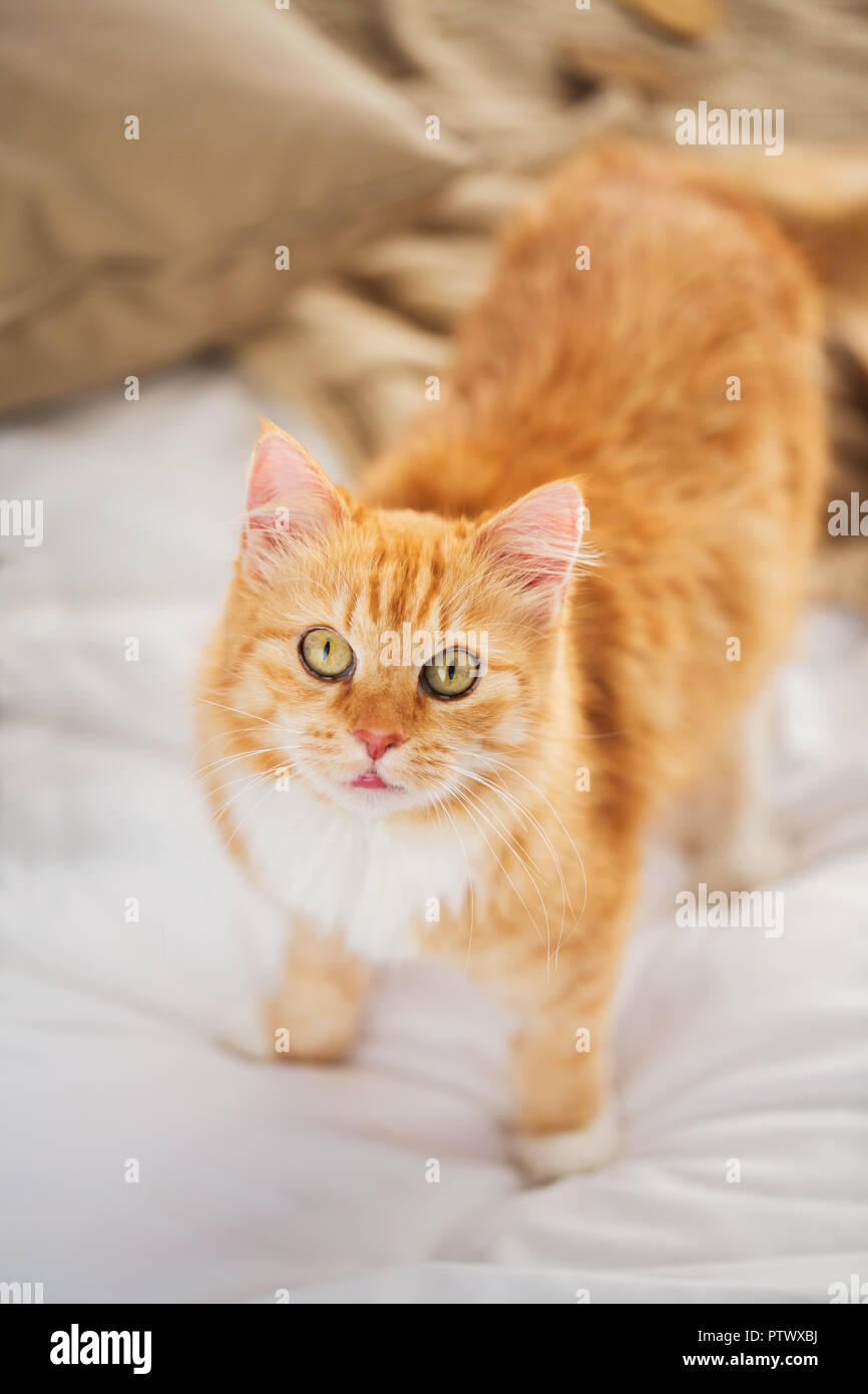 red tabby cat in home bed Stock Photo - Alamy