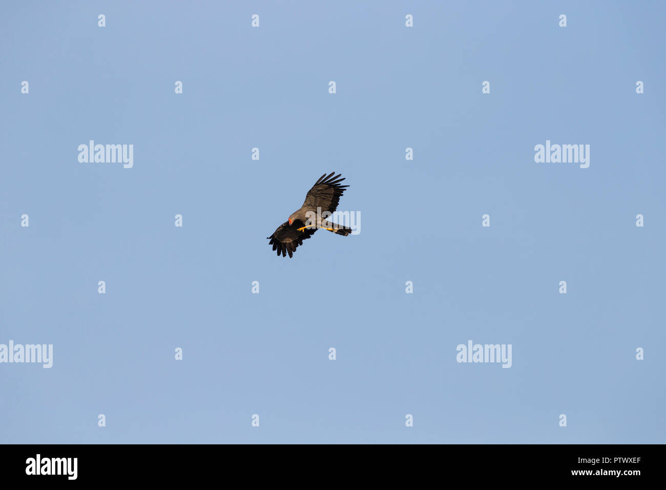 Adult african harrier hawk hi-res stock photography and images - Alamy