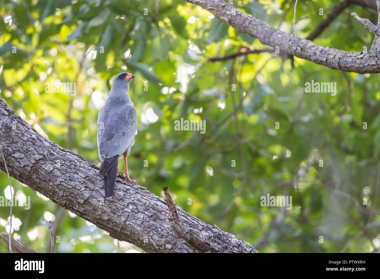 Dark chanting goshawk Melierax metabates, adult, perched on branch in woodland, Wurokang, The Gambia, November Stock Photo
