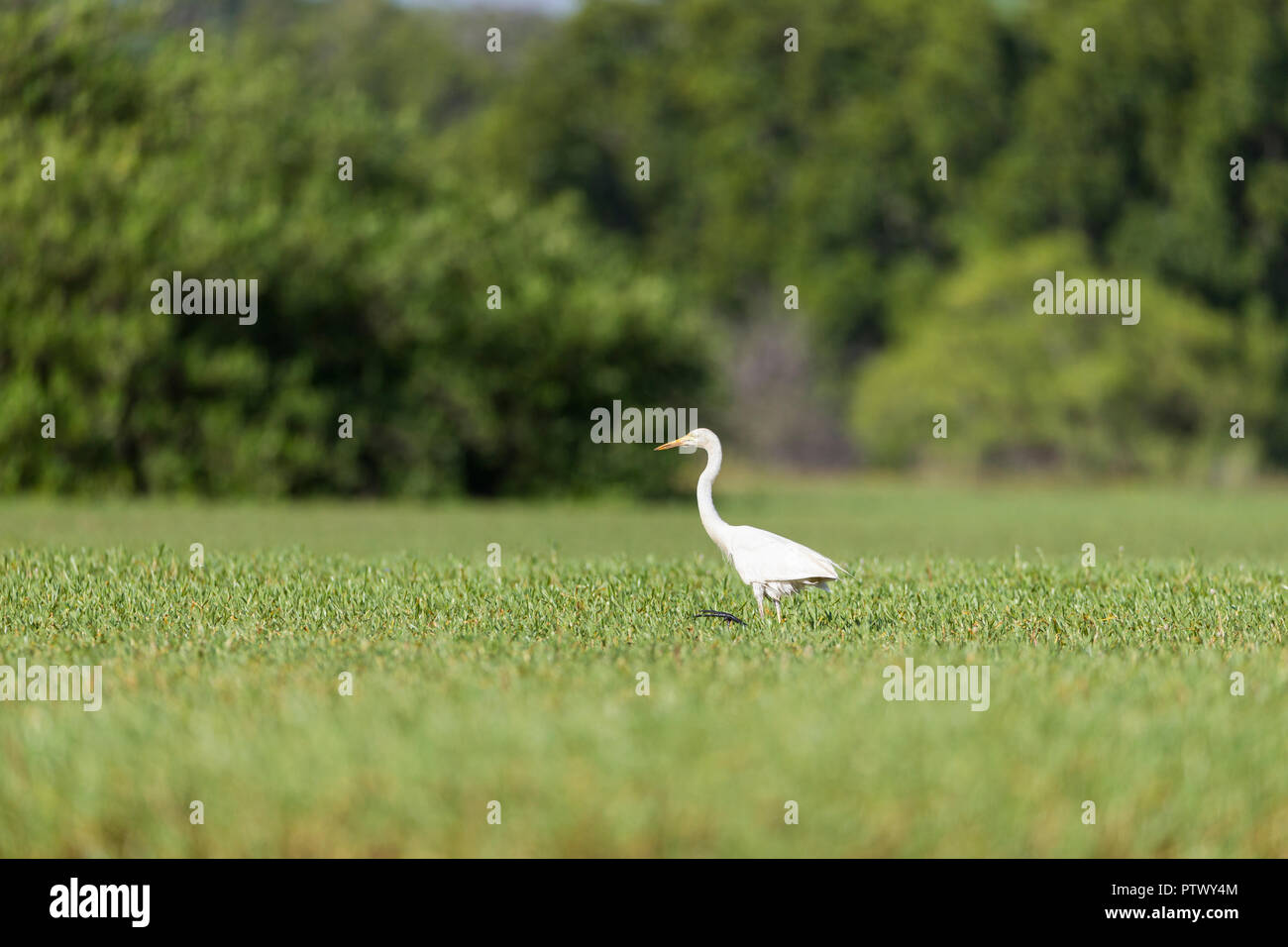 Intermediate egret Egretta intermedia, adult, foraging in marsh, Tendaba, The Gambia, November Stock Photo