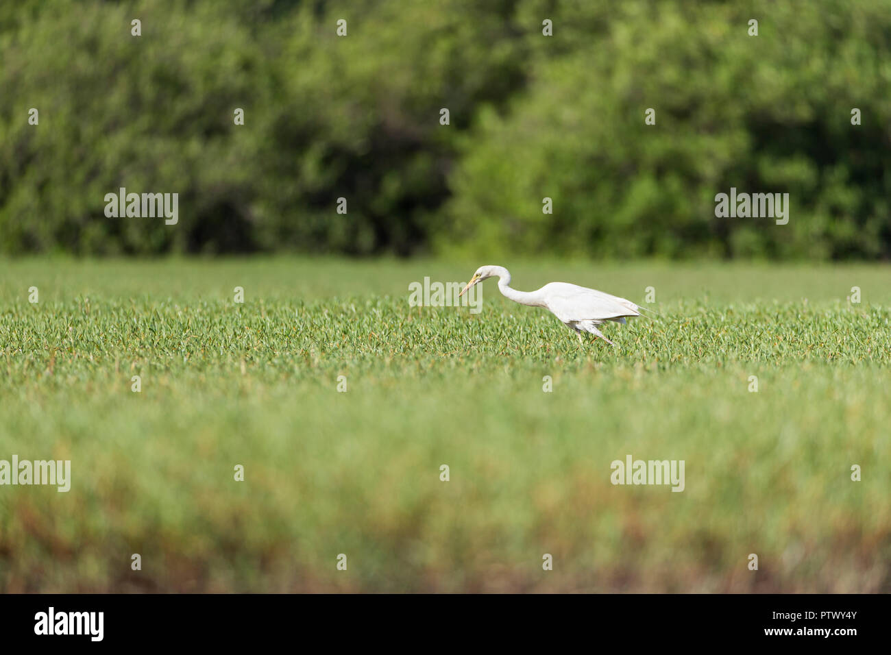 Intermediate egret Egretta intermedia, adult, foraging in marsh, Tendaba, The Gambia, November Stock Photo