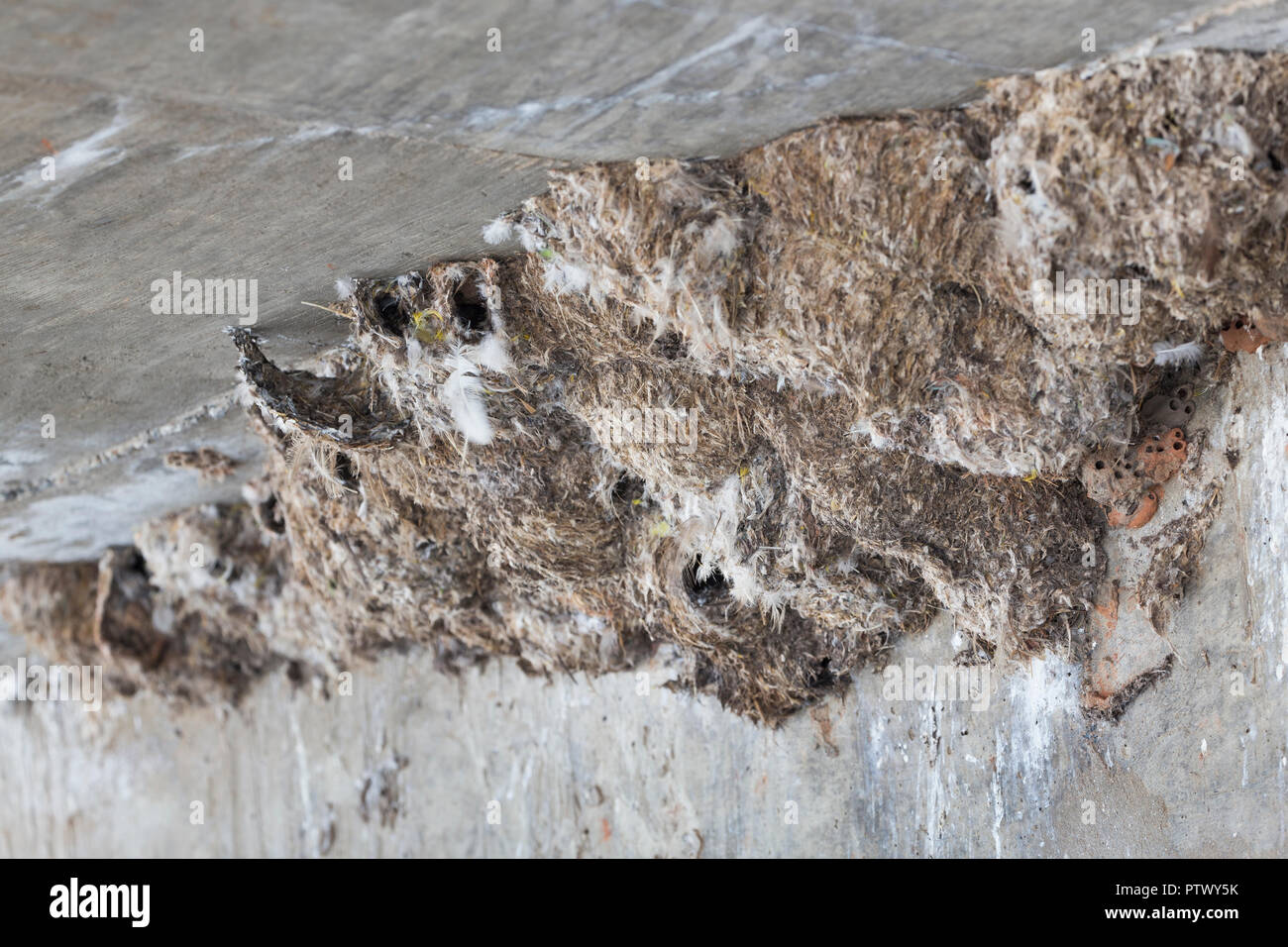 Little swift Apus affinis, nest colony, Tendaba, The Gambia, November Stock Photo