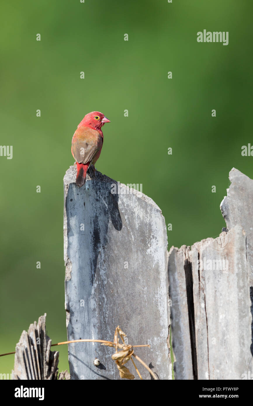 Red-billed firefinch Lagonosticta senegala, adult male, perched on post, Kartong Wetland, Gambia, November Stock Photo