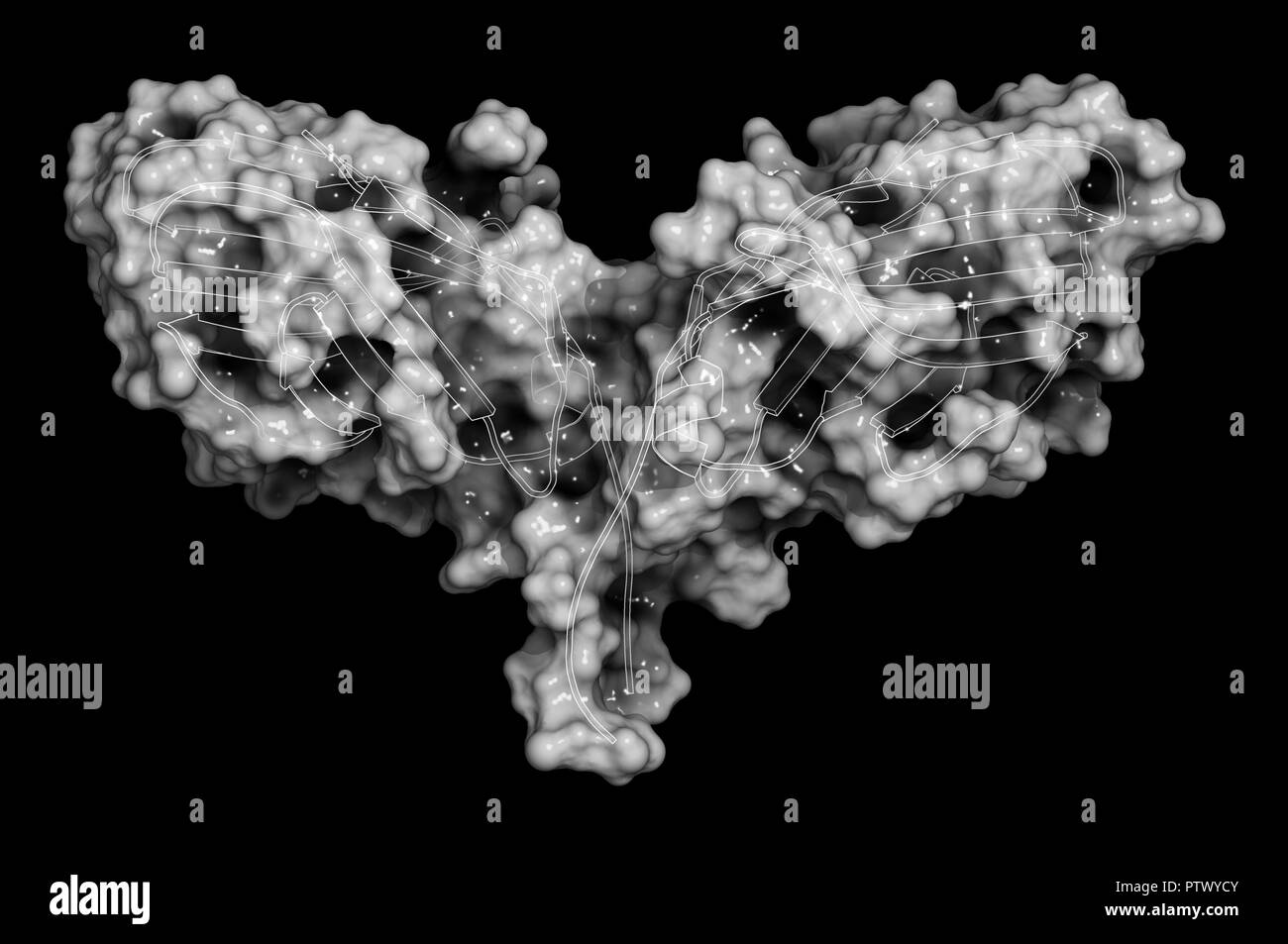 CTLA-4 (Cytotoxic T-lymphocyte-associated protein 4, CD152) protein. CTLA4 blocking antibodies are used in cancer therapy (immune checkpoint blockade  Stock Photo