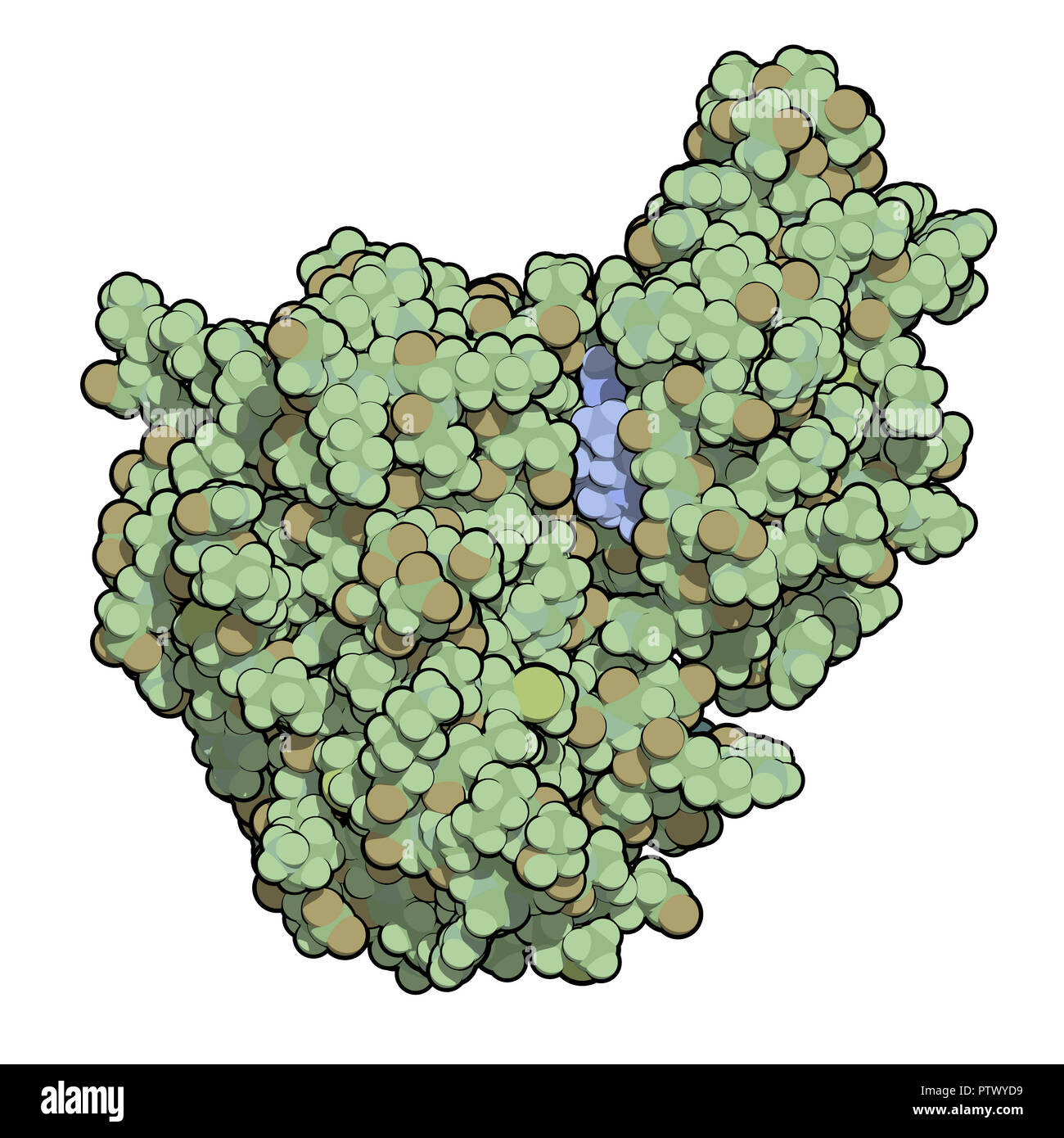 Janus kinase 1 protein. Part of JAKSTAT signalling pathway and drug